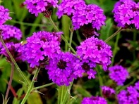 Вербена жесткая (Santos)