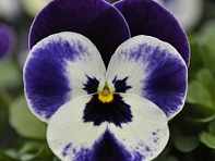 Виола рогатая (Quicktime F1) Виола рогатая (Quicktime F1)