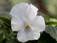 Виола рогатая (Bel Viso F1)