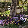 Виола Виттрока бахромчатая (Viola wittrockiana)