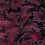 Колеус гибридный (Coleus х hybrida)