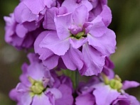 Левкой седой (Column)