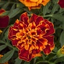 Бархатцы отклоненные (Tagetes patula)