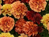 Бархатцы отклоненные (Strawberry Blonde)