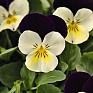 Виола рогатая (Viola cornuta)