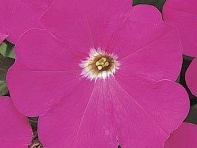 Петуния многоцветковая (Mirage F1)