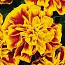 Бархатцы отклоненные (Tagetes patula)
