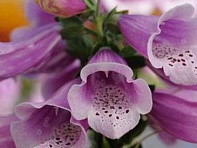 Наперстянка пурпурная (Dalmatian)