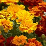 Бархатцы отклоненные (Tagetes patula)