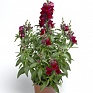 Львиный зев (Антирринум) большой (Antirrhinum majus)