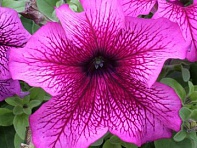 Петуния крупноцветковая (Prism F1)