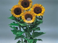 Подсолнечник летний (Sunrich F1) Подсолнечник летний (Sunrich F1)