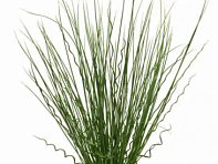 Семена нескольких сортов ситника в одном драже (Twisted Arrows Fuseables)