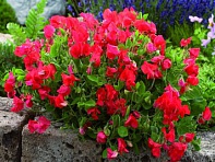 Горошек душистый (Villa Roma)