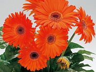 Гербера Джемсона (Royal F1)