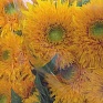 Подсолнечник летний (Helianthus annuus)