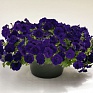 Петуния ампельная гибридная (Petunia х hybrida)