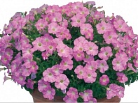 Петуния ампельная гибридная (Pendolino F1)