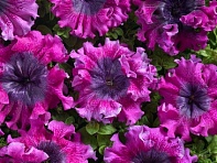 Петуния крупноцветковая (Чехия) превосходнейшая (Temno Purpurnaya)