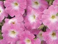 Петуния многоцветковая (Carpet F1)