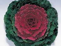 Декоративная капуста (Pigeon F1)