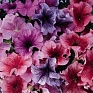 Петуния крупноцветковая (Petunia grandiflora)