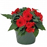 Бегония клубневая махровая ампельная (Begonia tuberhybrida)