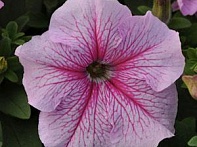 Петуния крупноцветковая