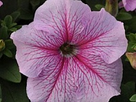 Петуния крупноцветковая (Daddy F1)