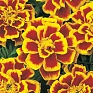 Бархатцы отклоненные (Tagetes patula) Бархатцы отклоненные (Tagetes patula)