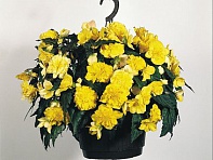 Бегония клубневая махровая ампельная (Panorama F1)