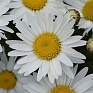 Нивяник превосходный (Leucanthemum x superbum)