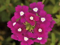 Вербена гибридная ампельная (Obsession Cascade F1)