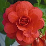Бегония клубневая махровая ампельная (Begonia tuberhybrida)