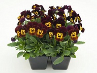 Виола рогатая (Admire F1)