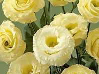 Лизиантус (Эустома) крупноцветковый (Croma F1)