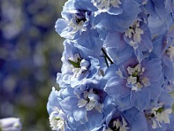 Дельфиниум высокий (Magic Fountains)