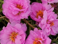 Портулак крупноцветковый (Happy Trails)