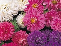 Астра китайская (Pot 'n Patio)