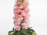 Львиный зев (Антирринум) большой (Snaptastic F1)