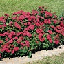Пентас ланцетовидный (Pentas lanceolata)