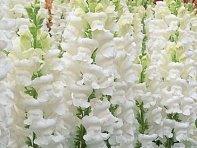 Львиный зев (Антирринум) большой (Opus F1)