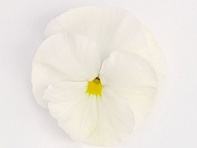 Виола виттрока (Inspire Plus F1)