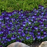 Виола рогатая (Viola cornuta)