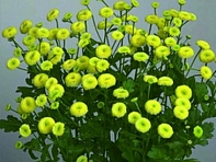 Пиретрум девичий (Amazone)