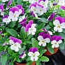 Виола рогатая (Viola cornuta)