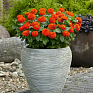 Цинния изящная (Zinnia elegans)