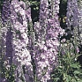 Дельфиниум гибридный (Delphinium hybrida)