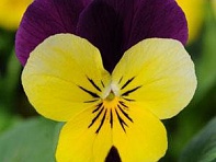 Виола рогатая (Sorbet XP F1) Виола рогатая (Sorbet XP F1)