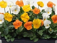 Виола виттрока (Panola XP F1)